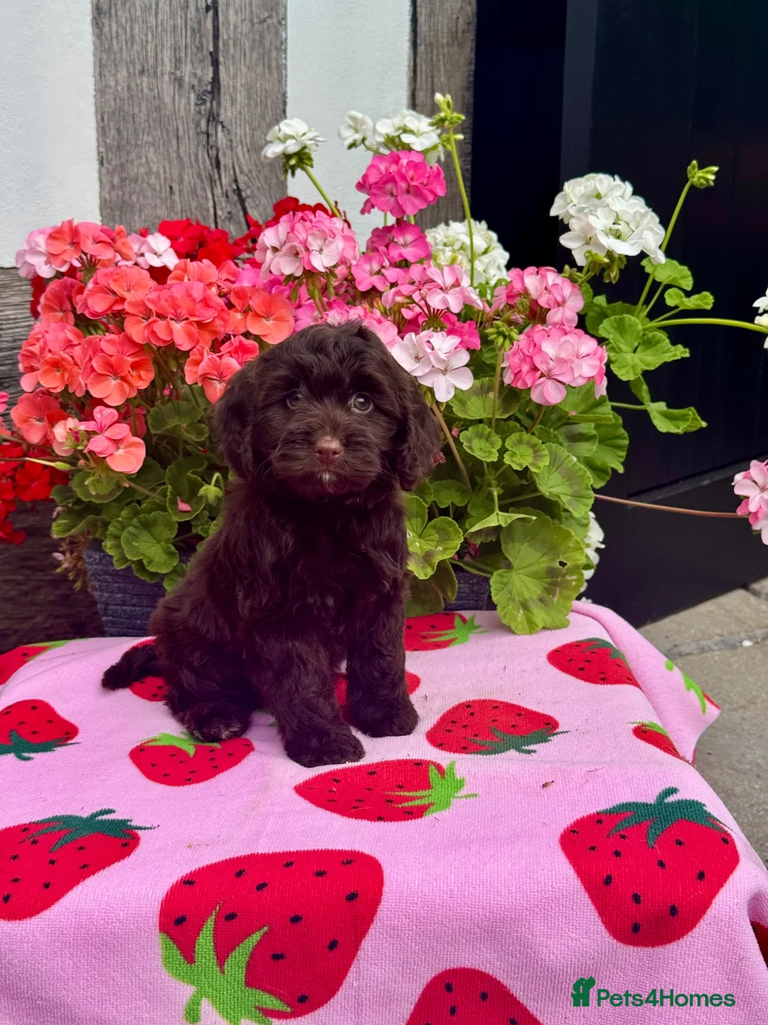 Cockapoo dogs for sale: 1 gorgeous dark chocolate  f1 Cockerpoo puppy  - Advert 2