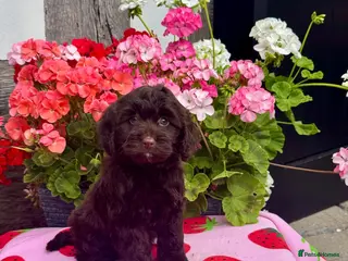 Cockapoo dogs 3 gorgeous dark chocolate f1 Cockerpoo puppies - Advert 3