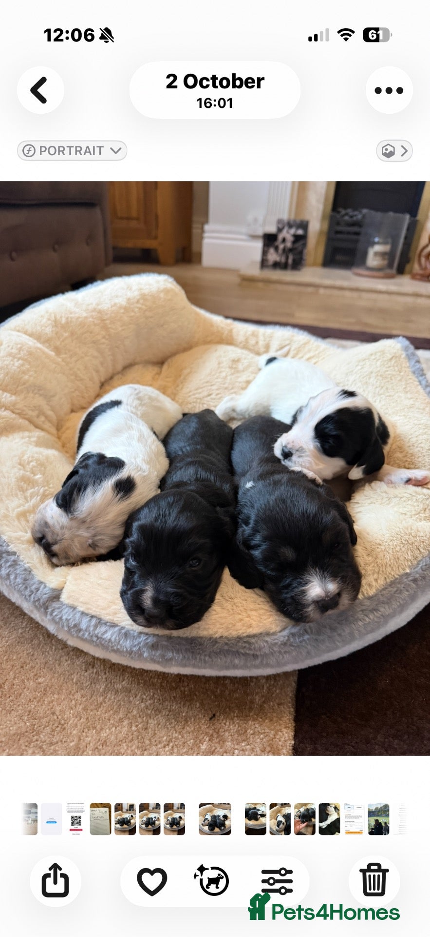 Cocker Spaniel dogs Beautiful cocker spaniel puppies  - Advert 1