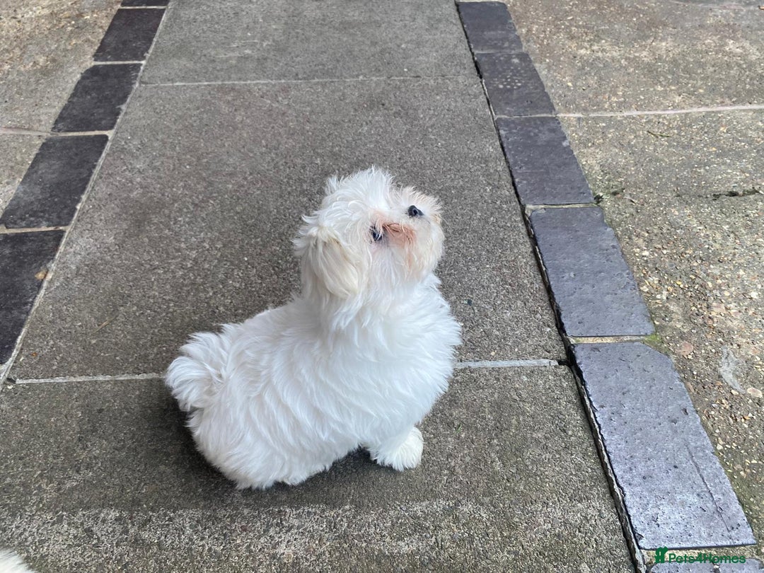 Maltese dogs for sale: Beautiful Korean Maltese 🤍🐶 - Image 4