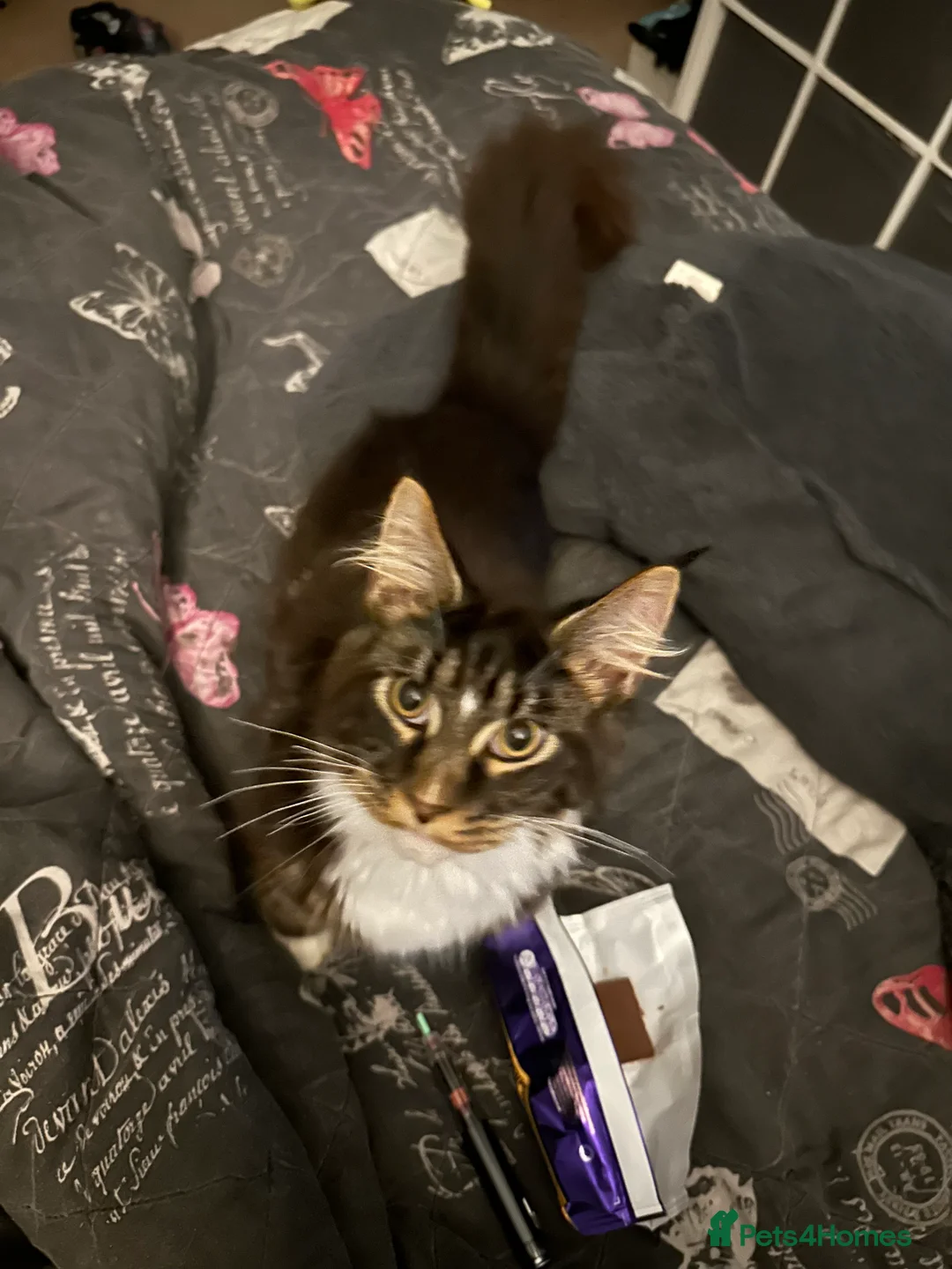 Maine Coon cats for sale: Xl mainecoon kittens full breed non reg  - Advert 12