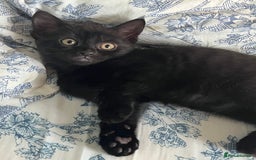 Mixed Breed cats for sale: Male Kitten Looking For Family Home - Image 2