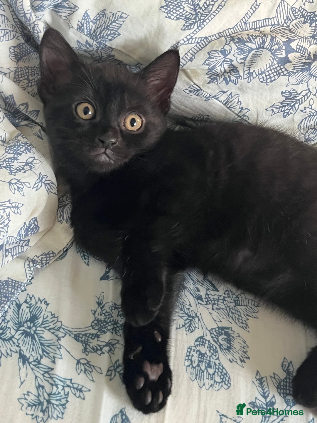 Mixed Breed cats for sale: Male Kitten Looking For Family Home - Image 2