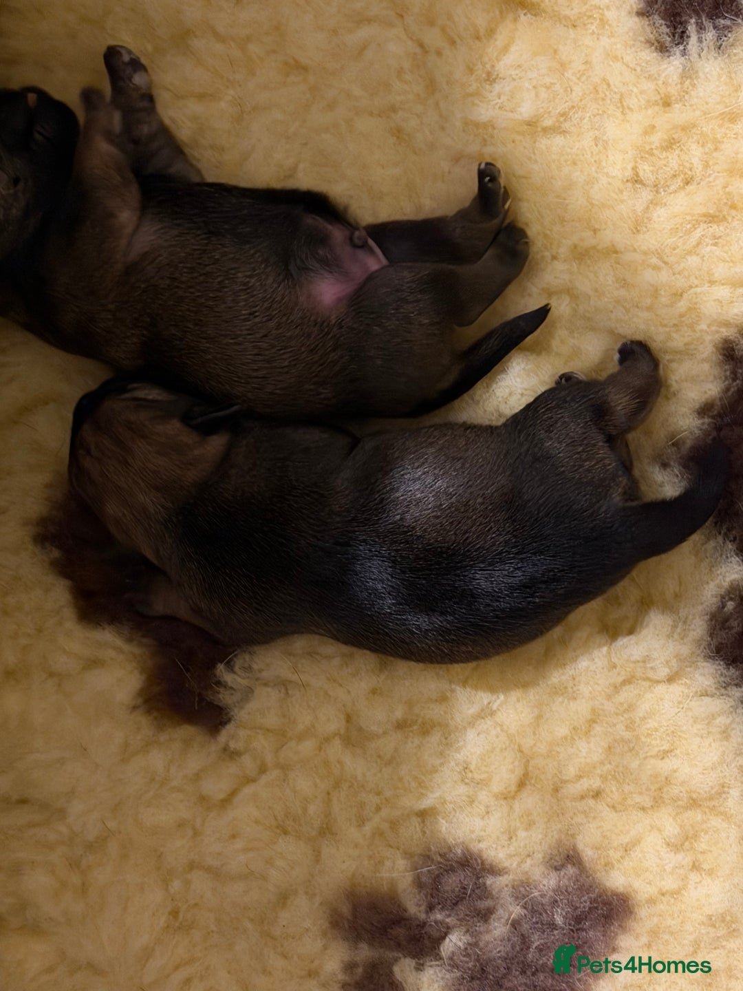 Border Terrier dogs for sale: Kc registered outstanding Border Terrier Pups  - Advert 6