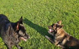 German Shepherd dogs for sale: Prince - Image 6