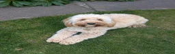 Labradoodle dogs for sale: Absolutely beautiful, F1bb Miniature Labradoodles  - Advert 33
