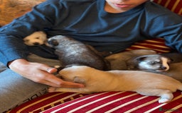 Pomsky dogs for sale: ✨ Adorable Blue-Eyed Pomsky Pups, 11 Weeks Old - Image 26