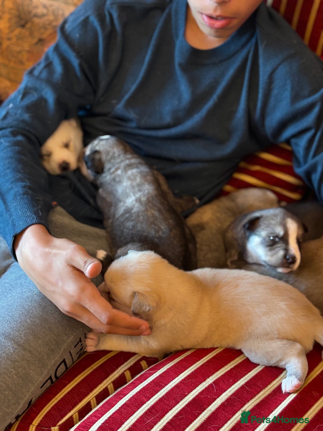 Pomsky dogs for sale: ✨ Adorable Blue-Eyed Pomsky Pups, 11 Weeks Old - Image 26