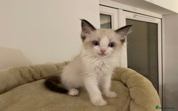 Ragdoll cats for sale: Luxury Champion Line Ragdoll Pedigree Kittens - Image 14