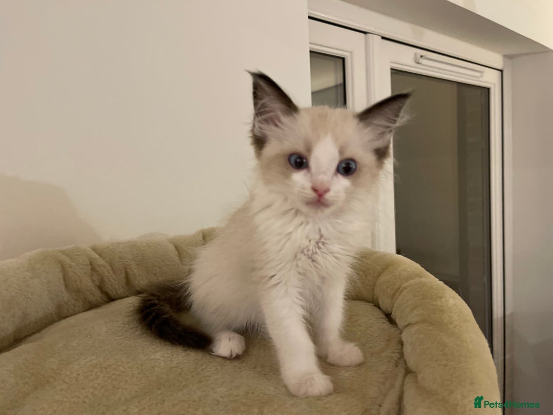 Ragdoll cats for sale: Luxury Champion Line Ragdoll Pedigree Kittens - Image 14