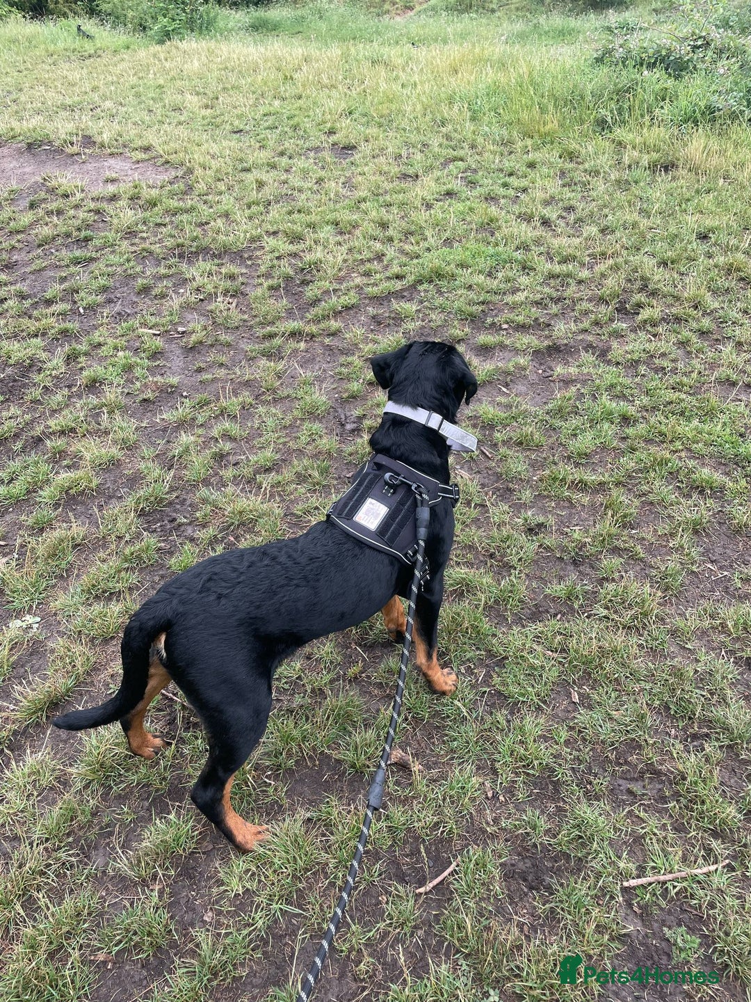 Rottweiler dogs for sale: Rottweiler called Dior  - Image 5