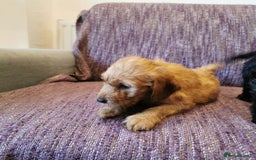 Cockapoo dogs for sale: COCKAPOO PUPPIES FOR SALE ready now  - Image 17
