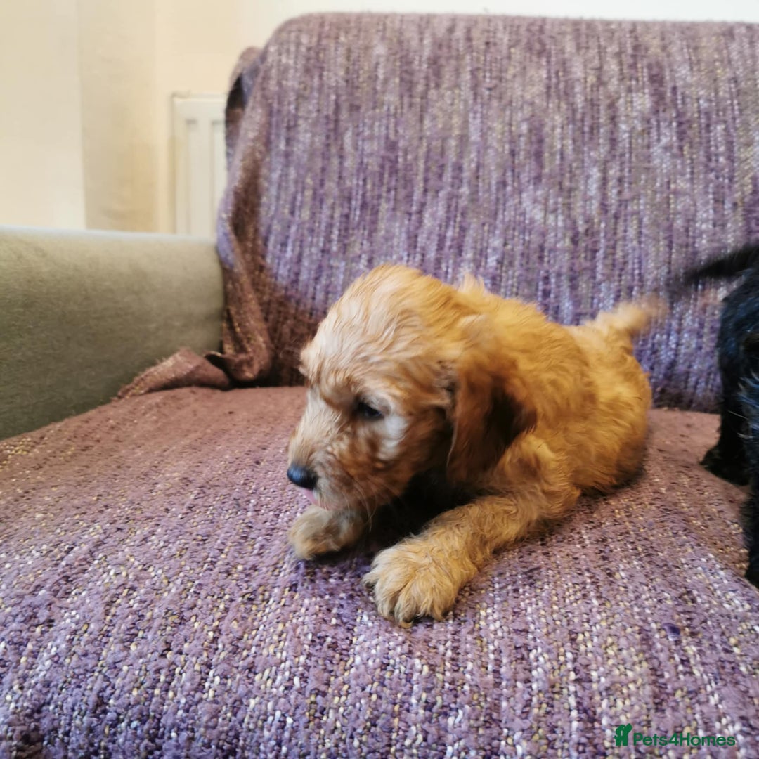 Cockapoo dogs for sale: COCKAPOO PUPPIES FOR SALE ready now  - Image 17