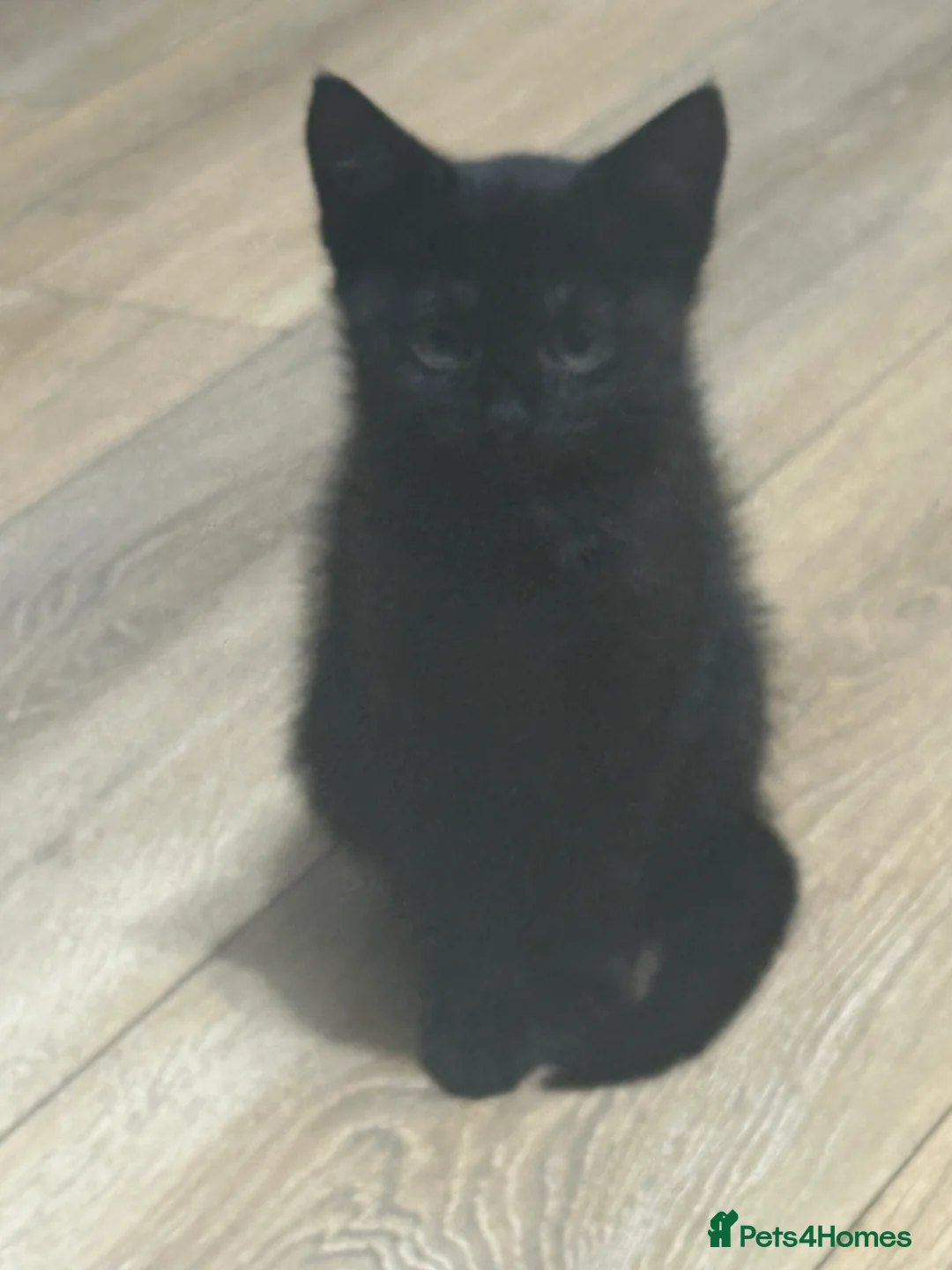 Mixed Breed cats for sale: Black Female Kitten (from litter of 4) - Advert 8