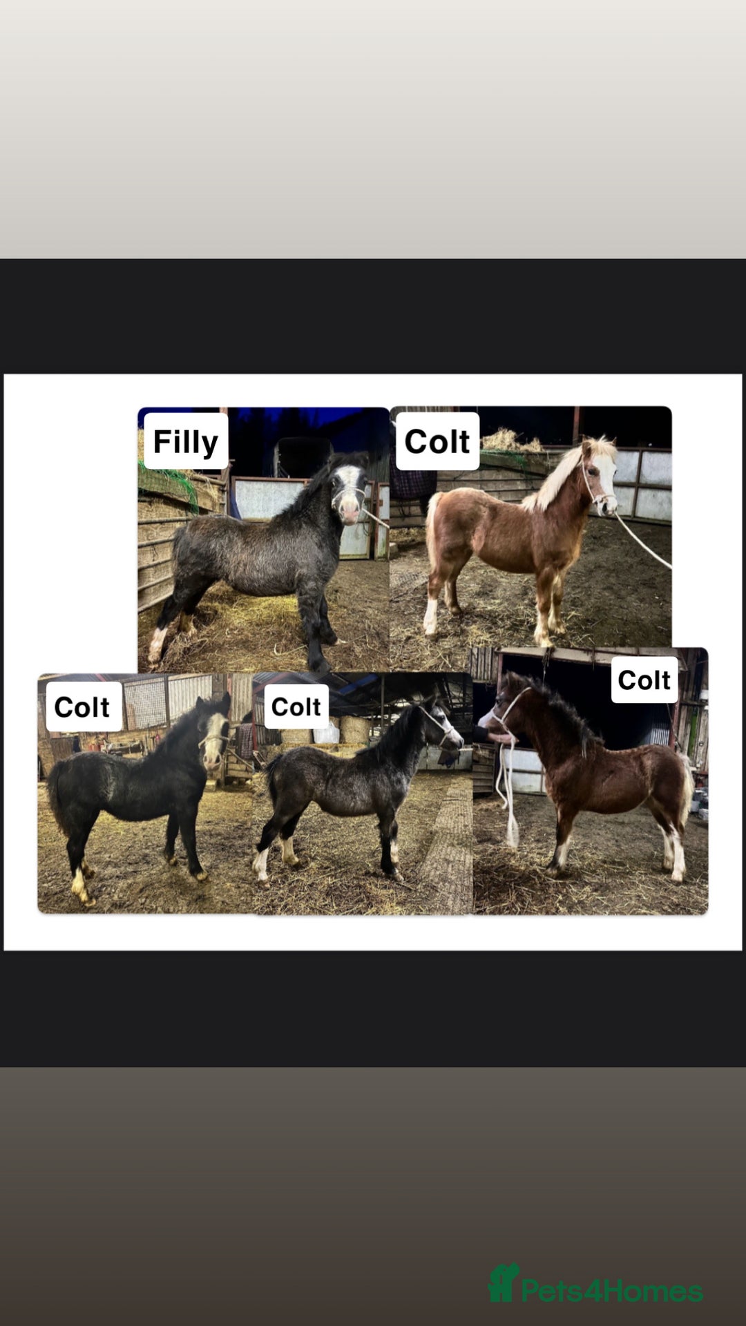 Welsh Section A horses for sale: Section A Foals, to Make Approx 12.2hh - Advert 1