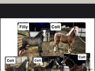 Welsh Section A horses Section A Foals, to Make Approx 12.2hh - Advert 11