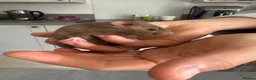 Hamster rodents for sale: Male baby hamster - rare mink brown - Advert 1