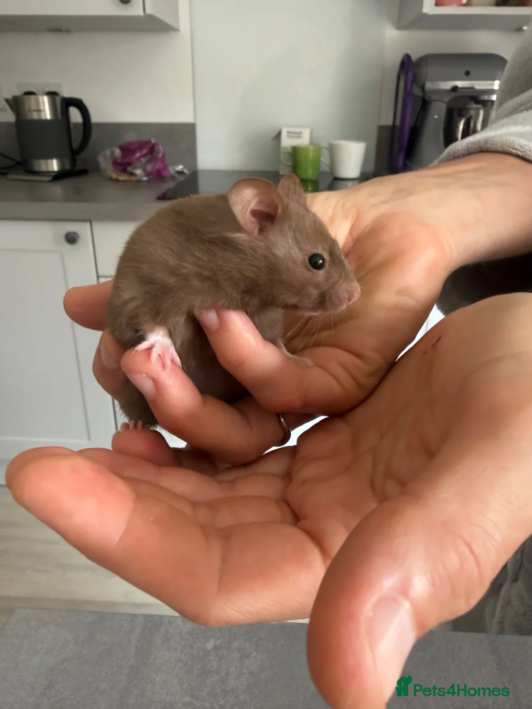 Hamster rodents for sale: Male baby hamster - rare mink brown - Advert 1