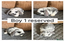 Mini Lop rabbits for sale: *ALL RESERVED* 6 baby mini lops ready to reserve  - Image 4