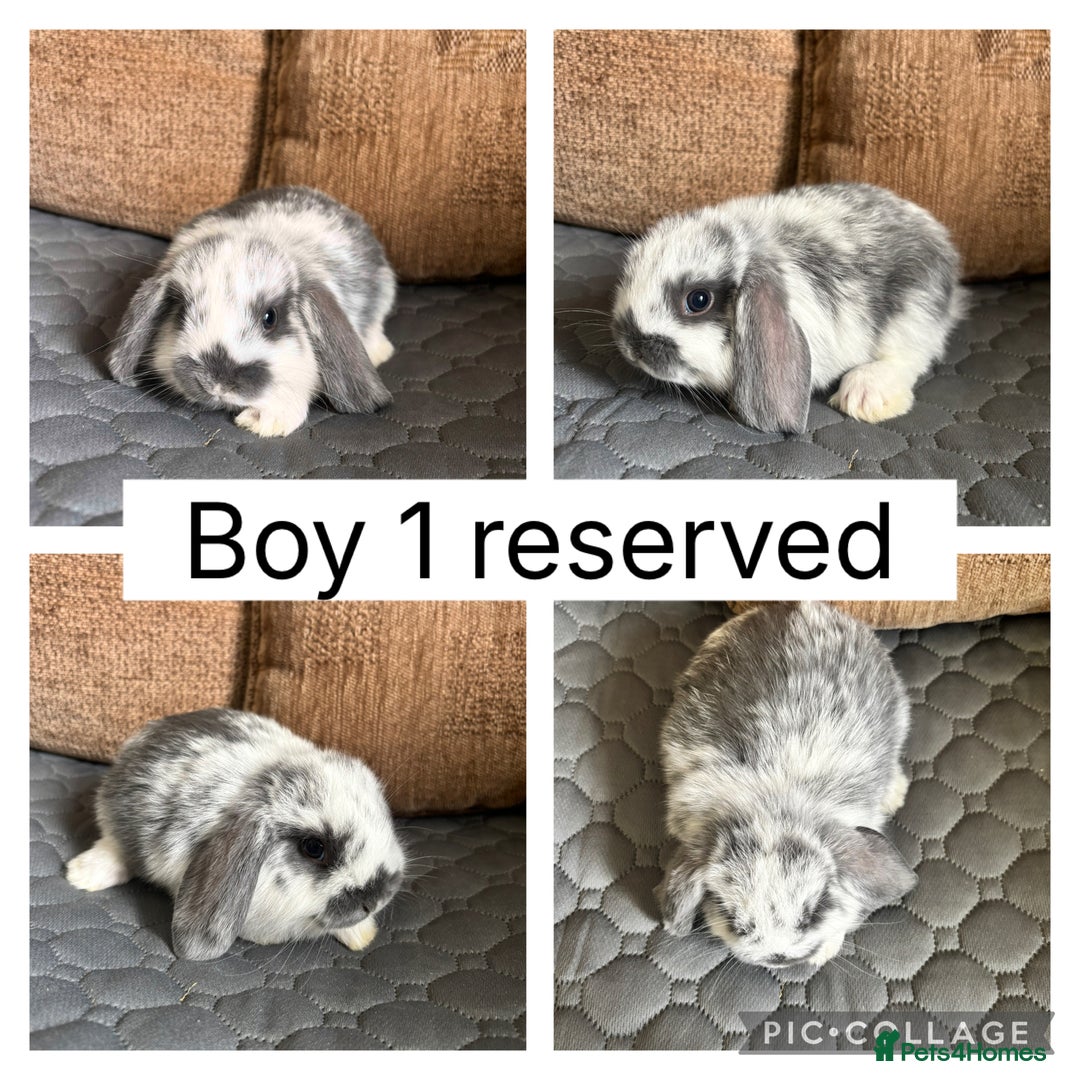 Mini Lop rabbits for sale: *ALL RESERVED* 6 baby mini lops ready to reserve  - Image 4