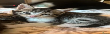 Tabby Tigger
