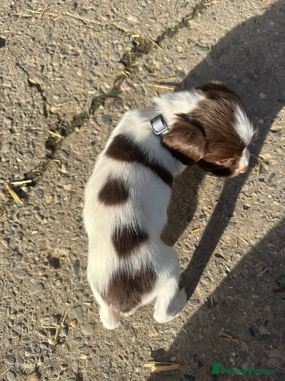 English Springer Spaniel dogs for sale: KC Springer spaniel puppies  - Advert 12