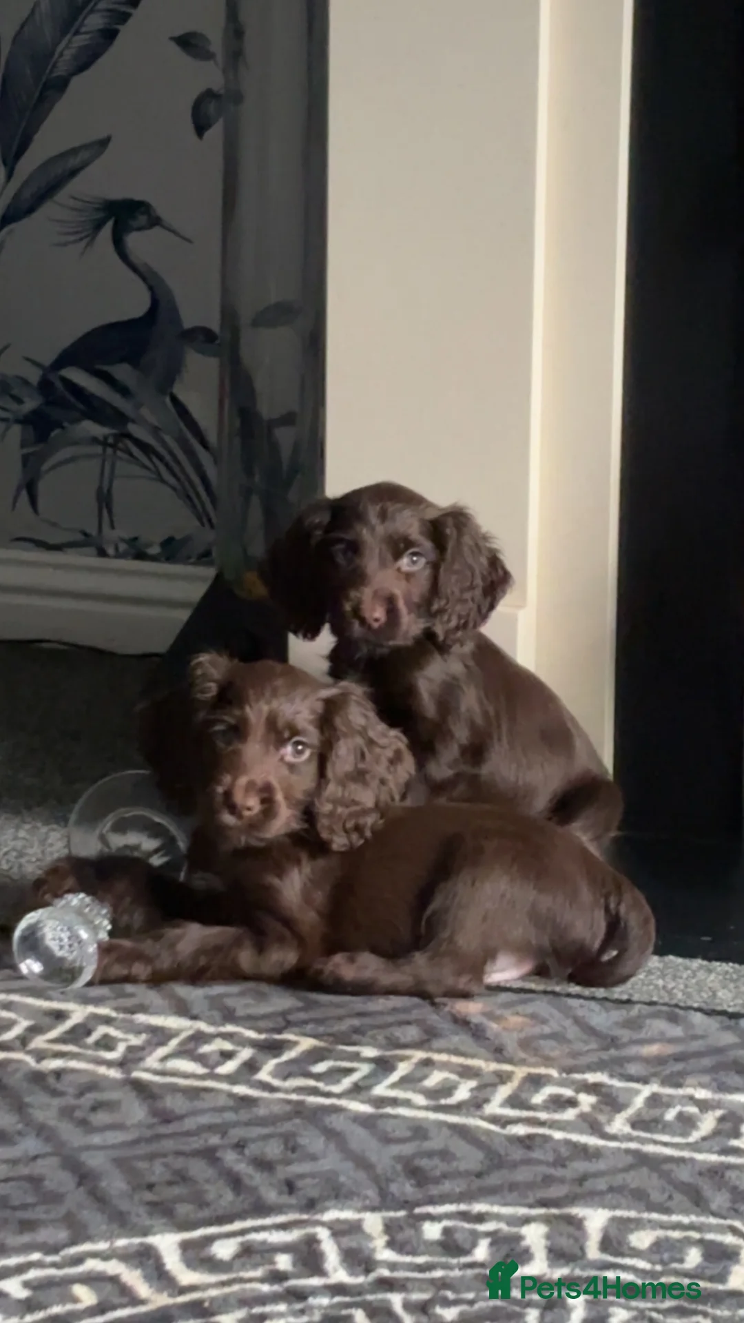 Cocker Spaniel dogs for sale: 3 beautiful cocker spaniel puppy’s  - Advert 2