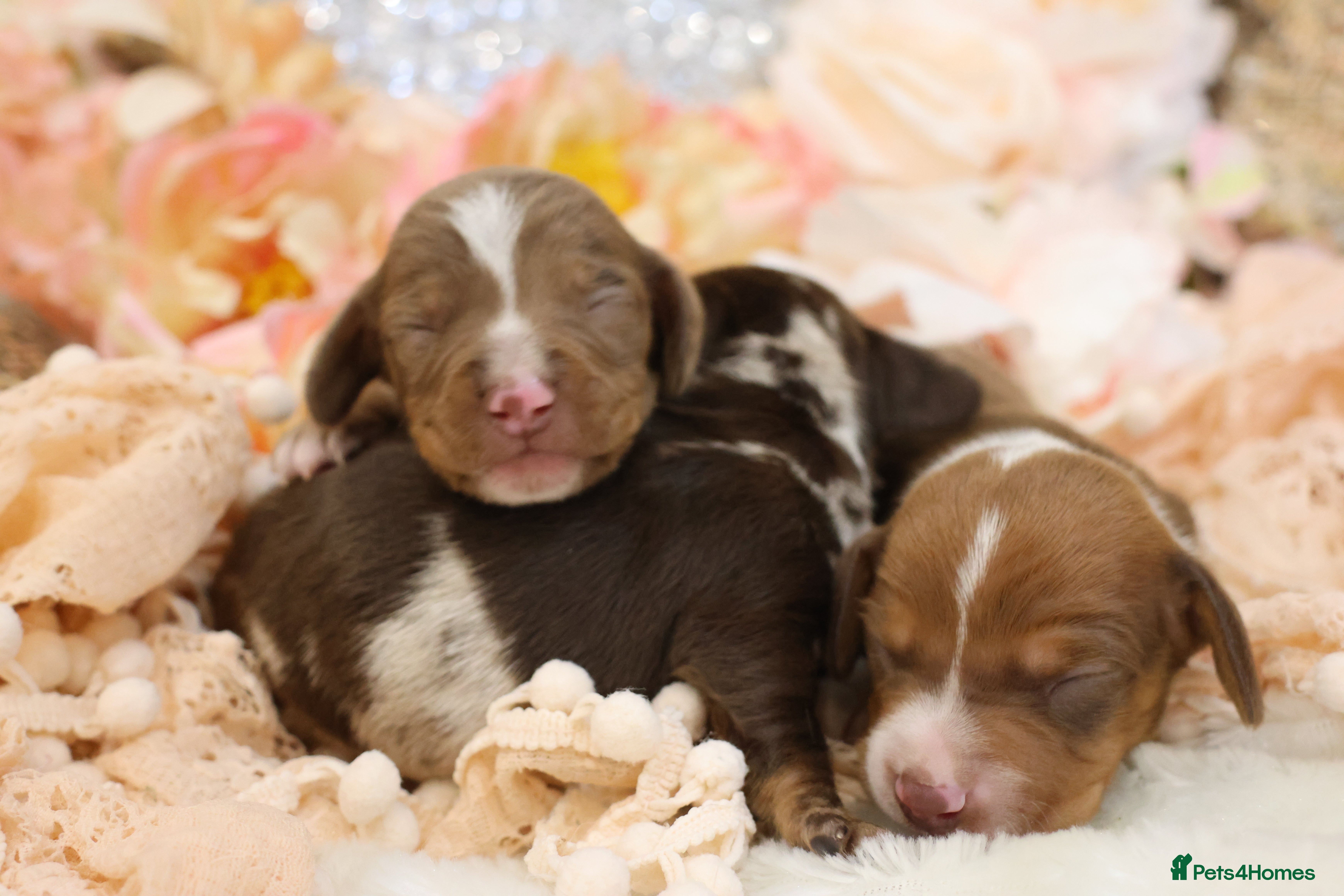 Miniature Dachshund dogs KC Miniature Dachshund Puppies - Advert 6