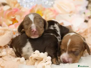 Miniature Dachshund dogs KC Miniature Dachshund Puppies - Advert 3