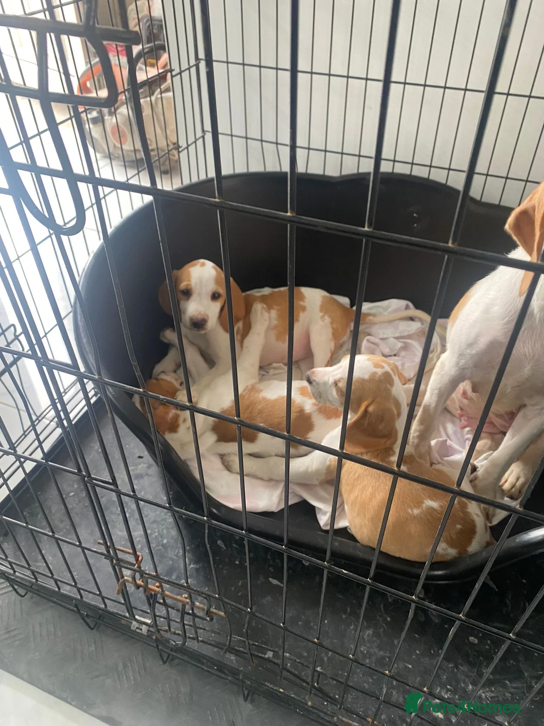 Beagle dogs for stud: Rocko pure beagle stud  in Doncaster - Advert 13