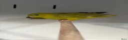 Mixed Breed birds for sale: Various Stunning Birds - Nationwide Delivery  in Newcastle upon Tyne - Advert 6