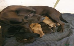 Mixed Breed dogs for sale: Beautiful mixed labrador rottweiler puppies  - Image 1