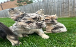 French Bulldog dogs for sale: 4 French bulldog puppies  - Image 14