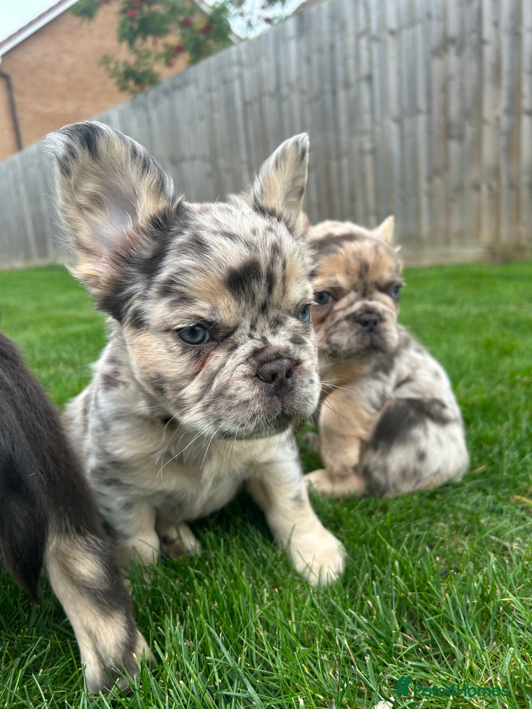 French Bulldog dogs for sale: 4 French bulldog puppies  - Image 14