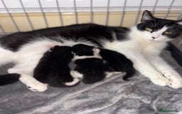 Mixed Breed cats for sale: Beautiful kittens 5* homes only  - Image 7