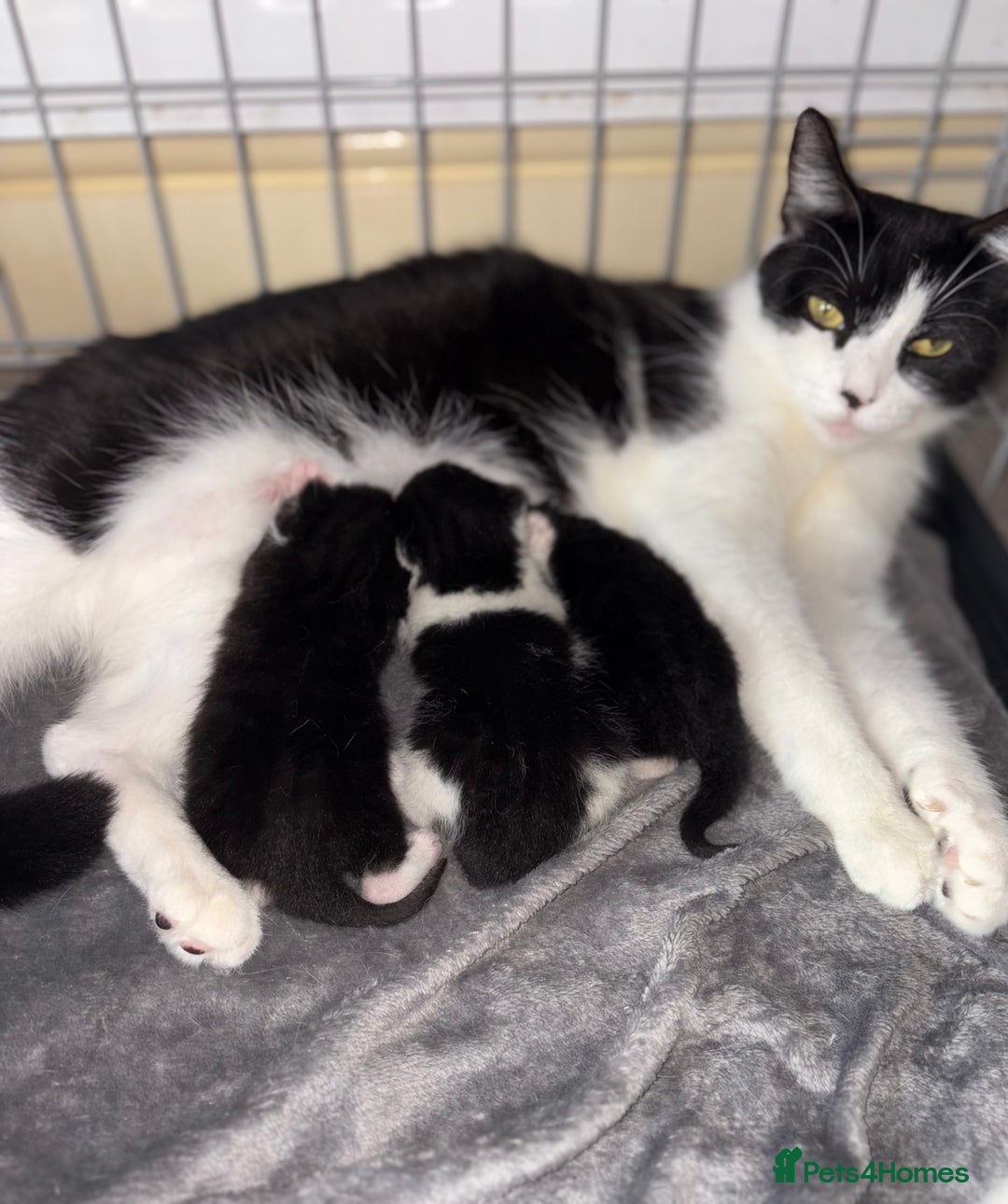 Mixed Breed cats for sale: Beautiful kittens 5* homes only  - Image 7
