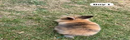 Netherland Dwarf rabbits for sale: New babies lionhead  - Advert 4