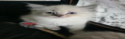 Ragdoll cats for sale: Ragdoll Lynx Point Kittens - Advert 7
