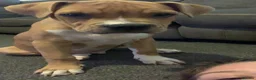 Mixed Breed dogs for sale: Tyson  - Advert 6