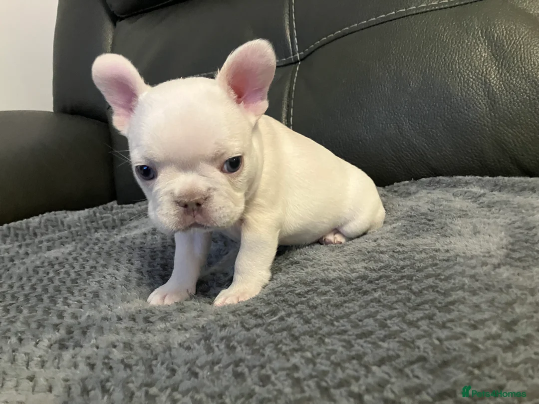 French Bulldog dogs for sale: Ready - Lilac Platinum - Fluffy Carriers - Advert 33