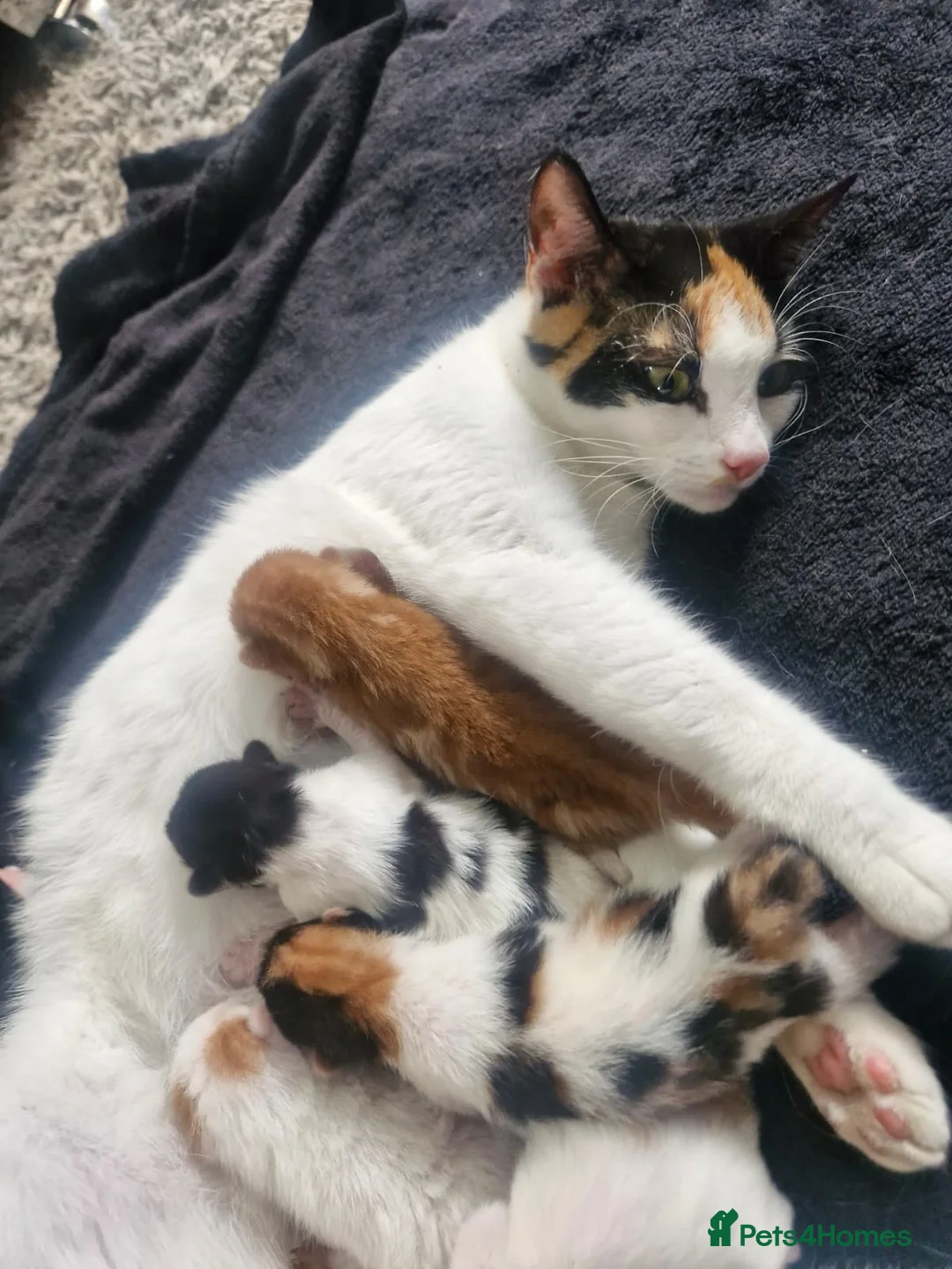 Mixed Breed cats for sale: 6 beautiful angels needing forever homes - Advert 2