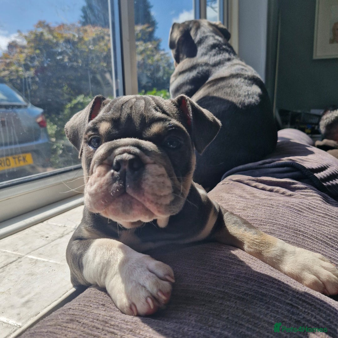 English Bulldog dogs for sale: Blue tri coloured bulldog puppys - Image 5
