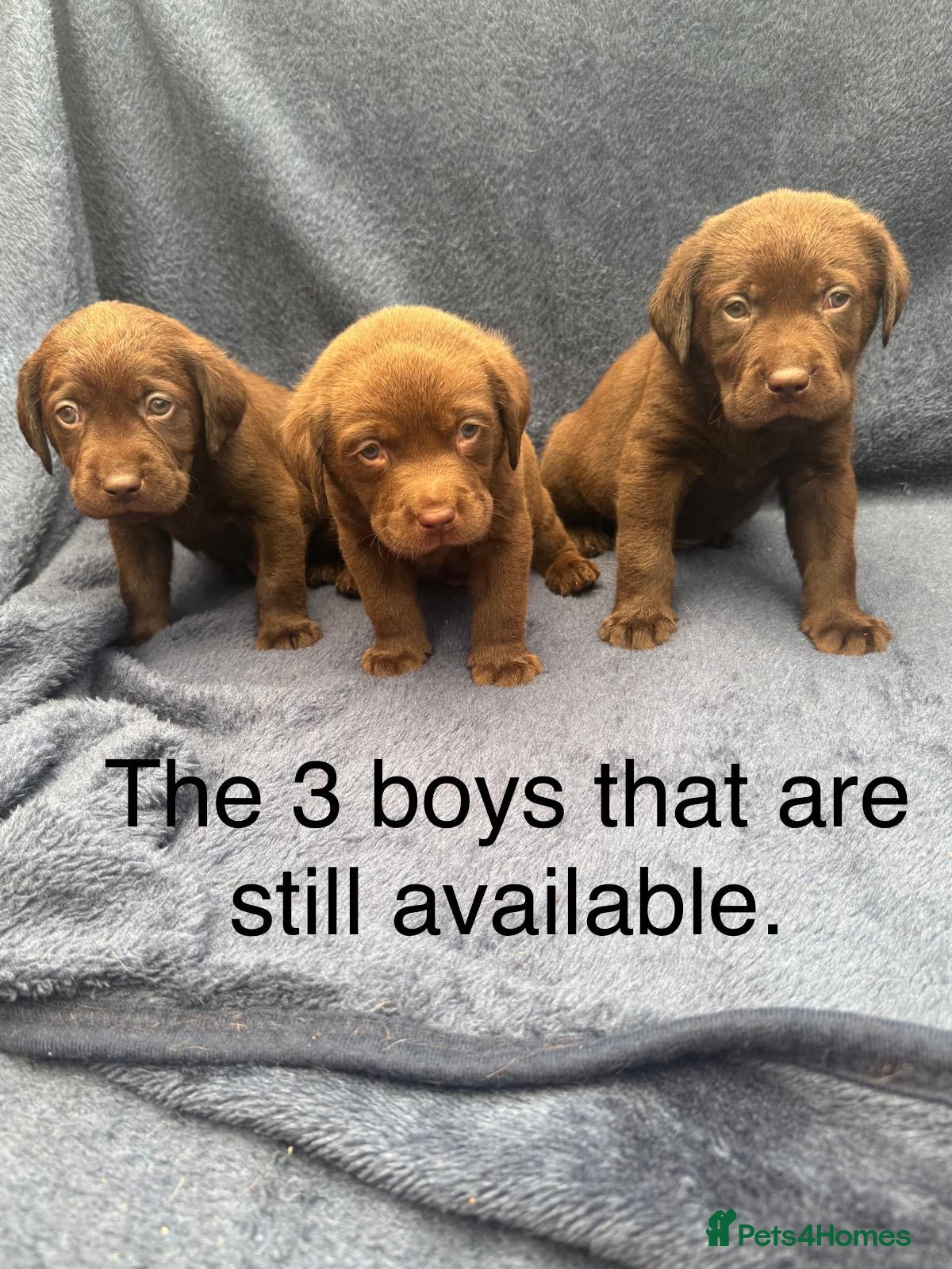 Labrador Retriever dogs Chocolate Labrador Puppies (Only Boys Available) - Advert 1