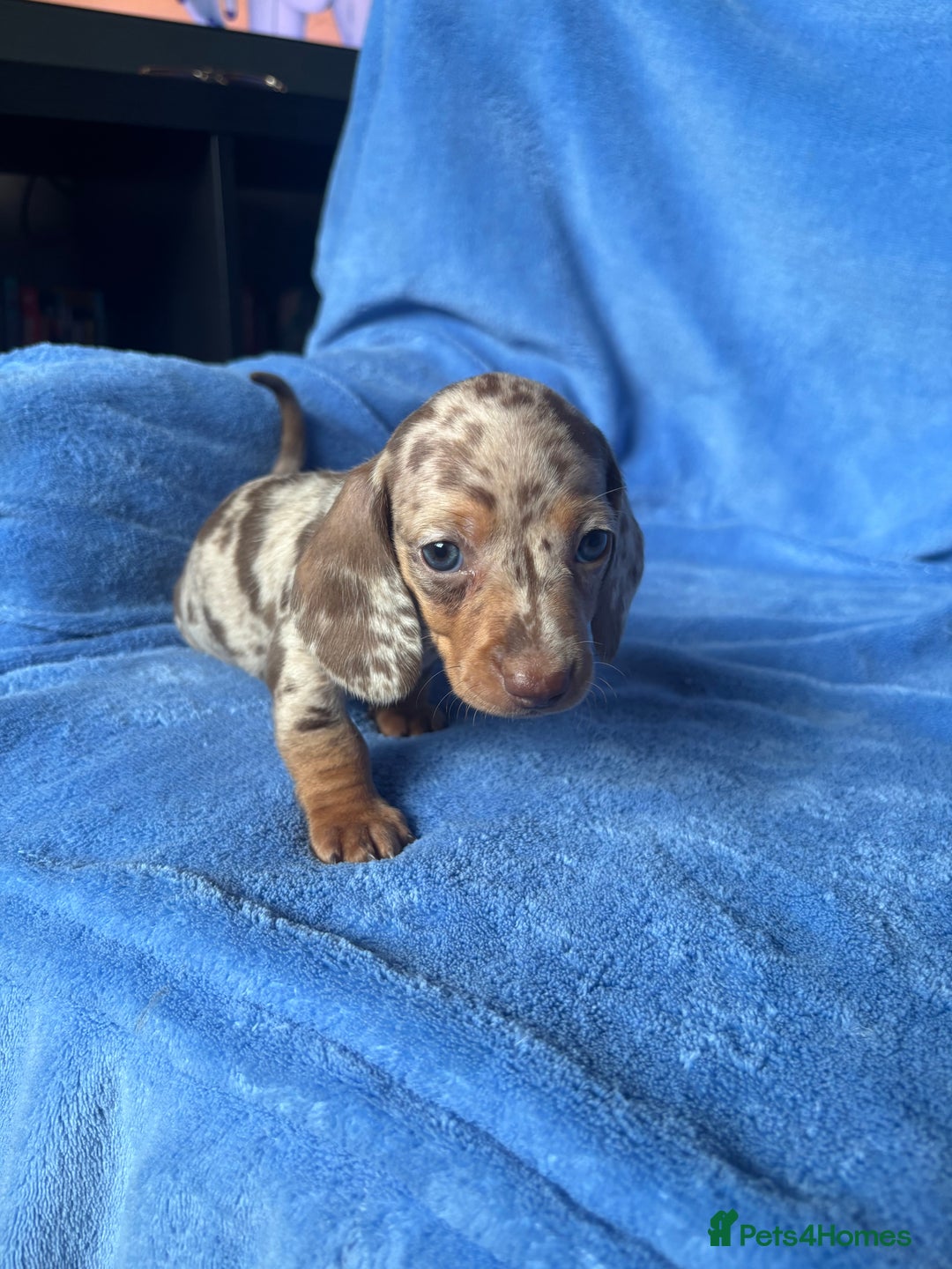 Miniature Dachshund dogs for sale: ❤️❤️⭐️Miniature dachshund⭐️❤️❤️ - Image 3