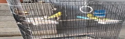 Budgerigars birds for sale: Beautiful 2x male budgies with Extra large Cage in London - Advert 6