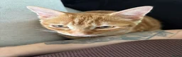 Domestic Shorthair cats for sale: Ginger male cat  - Advert 4