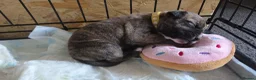 Mixed Breed dogs for sale: Staffy + cane corso  - Advert 4