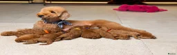 Toy Poodle dogs for sale: 🐩ASIAN Red Purebred Poodle Puppies|DNA Clear🧬 - Advert 9