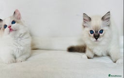 Ragdoll cats for sale: 🐾GCCF Family Reared Ragdoll Kittens🐾 - Image 19