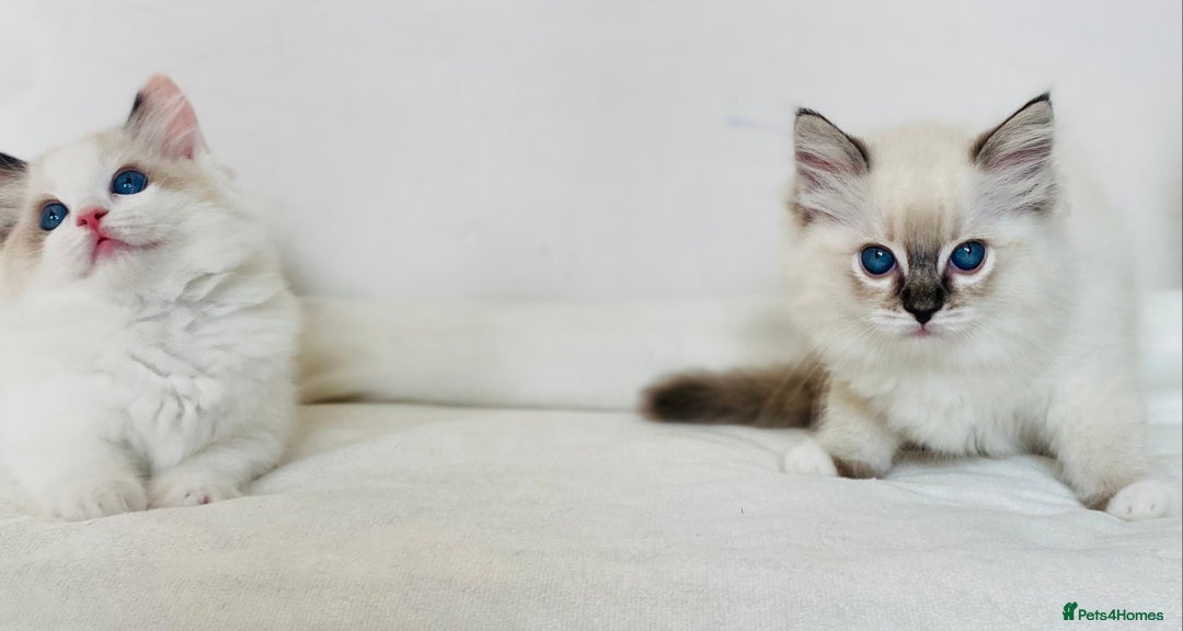Ragdoll cats for sale: 🐾GCCF Family Reared Ragdoll Kittens🐾 - Image 19